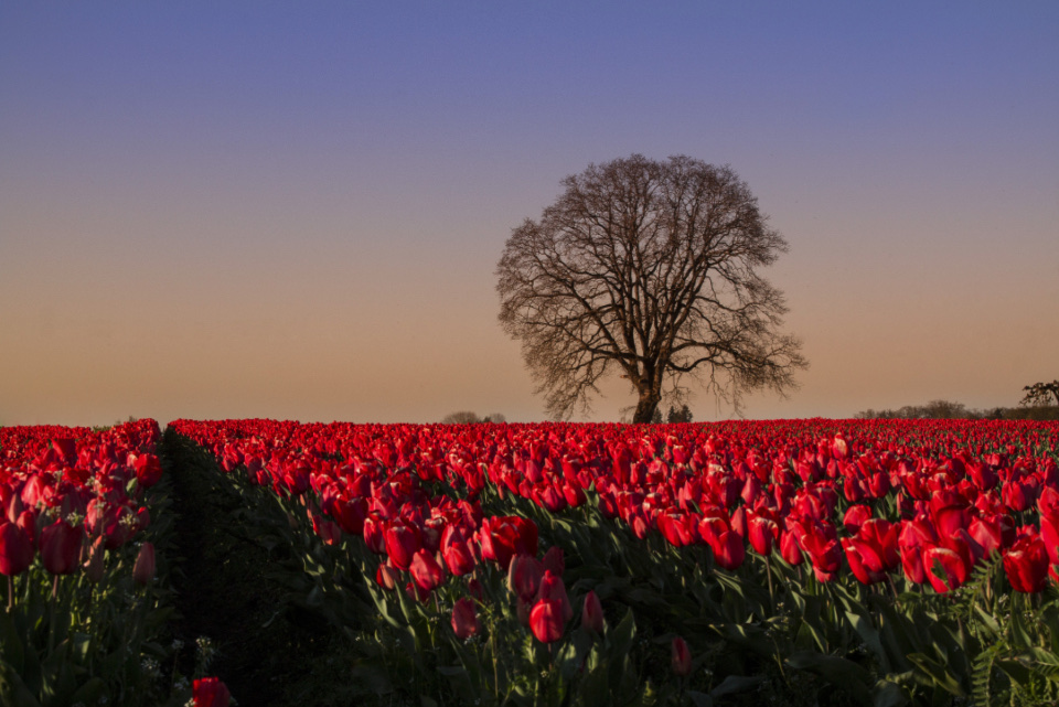 Bloemenpracht in de Bollenstreek